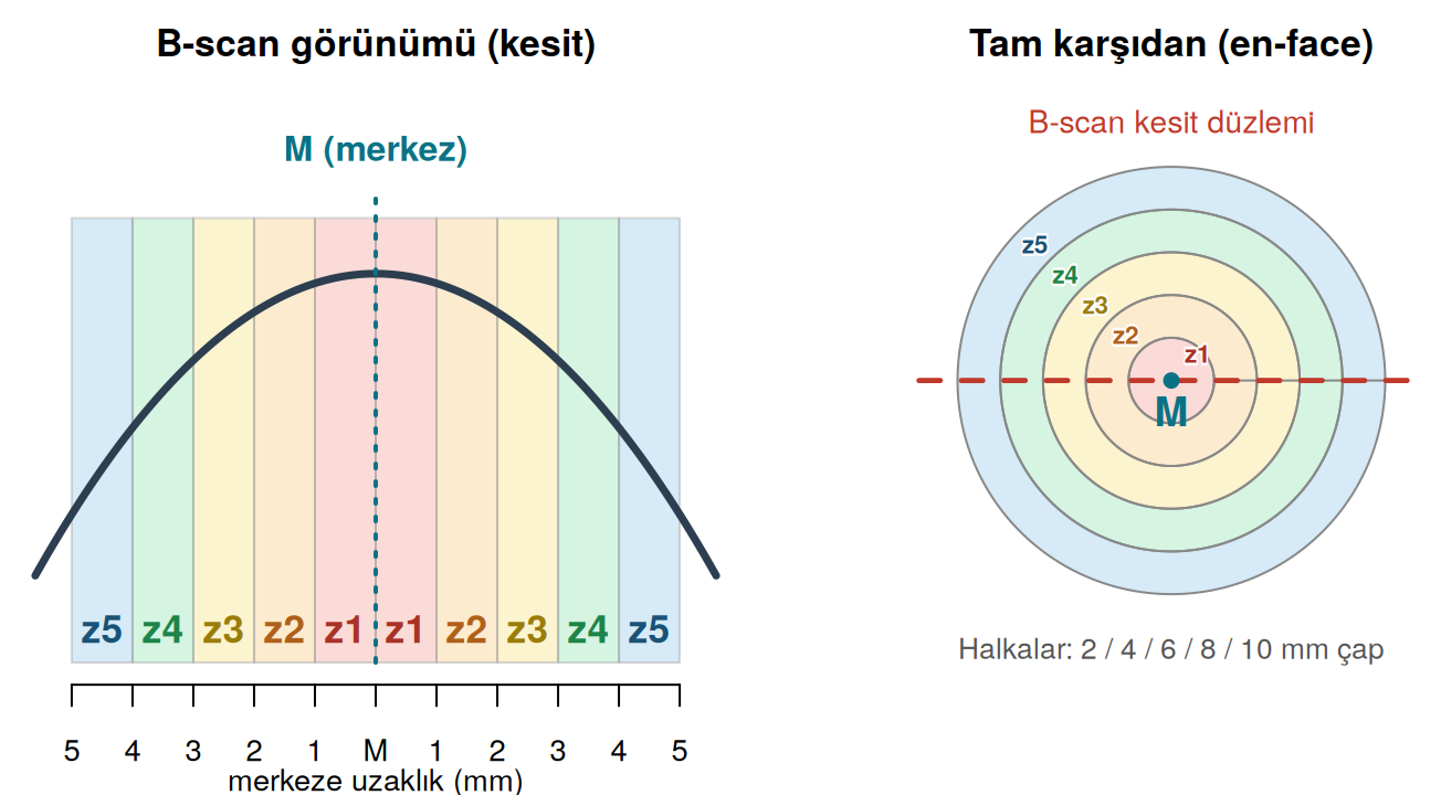 Zon şeması: B-scan kesit görünümü ve tam karşıdan görünüm